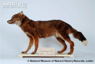 Illustration for article titled Wednesday Woof - Dusicyon australis Extinct Edition